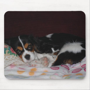 Cavalier King Charles Spaniel Mouse Pad