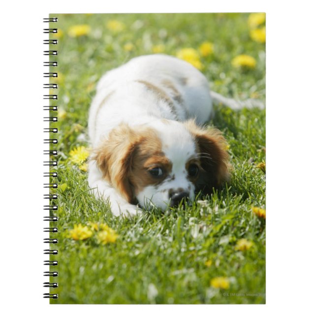 Cavalier King Charles Spaniel Notebook (Front)