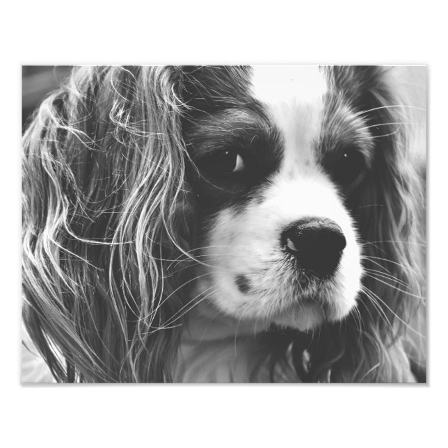 Cavalier King Charles Spaniel Photo Print (Front)