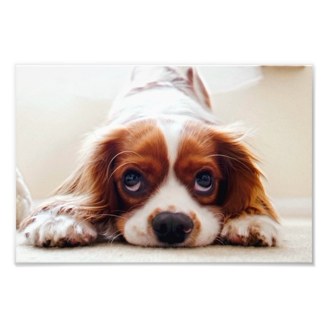 Cavalier King Charles Spaniel Photo Print (Front)
