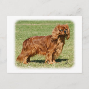 Cavalier King Charles Spaniel Postcard