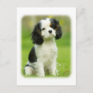 Cavalier King Charles Spaniel Postcard