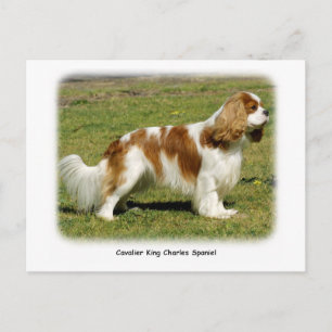 Cavalier King Charles Spaniel Postcard