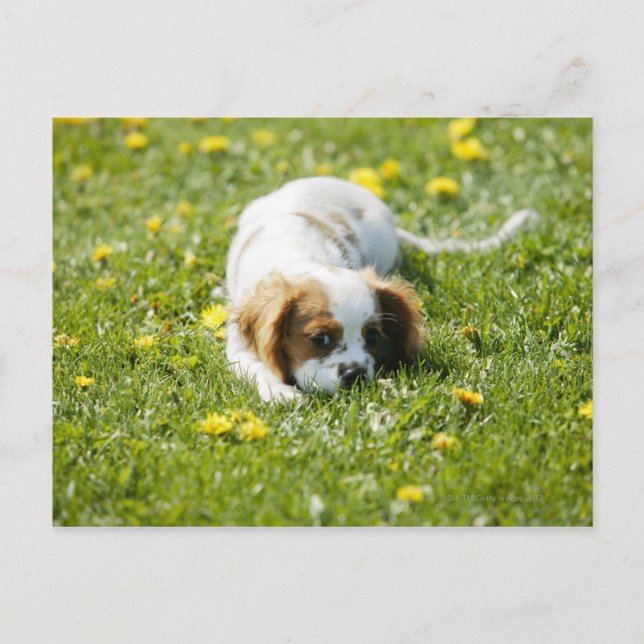 Cavalier King Charles Spaniel Postcard (Front)