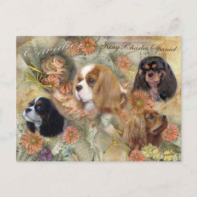 Cavalier King Charles Spaniel Postcard (Front)