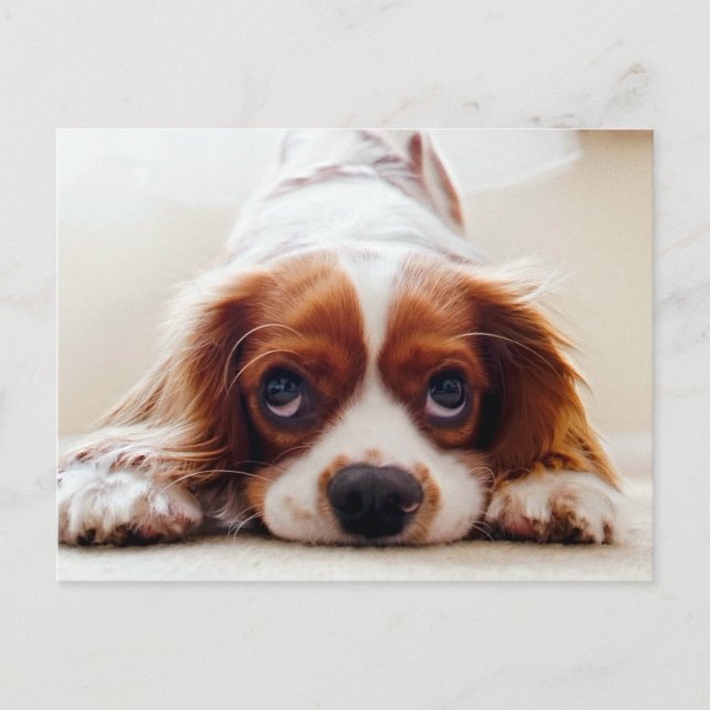 Cavalier King Charles Spaniel Postcard (Front)