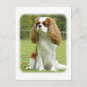 Cavalier King Charles Spaniel Postcard