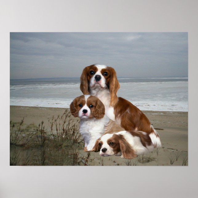 Cavalier King Charles Spaniel Print (Front)