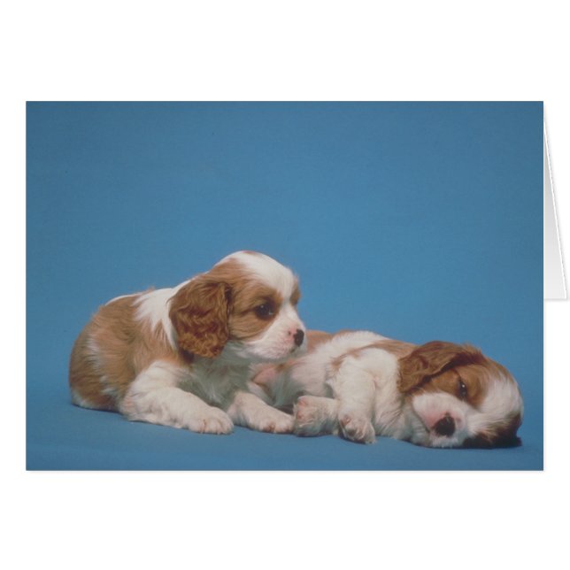 Cavalier King Charles Spaniel Puppies (Front Horizontal)
