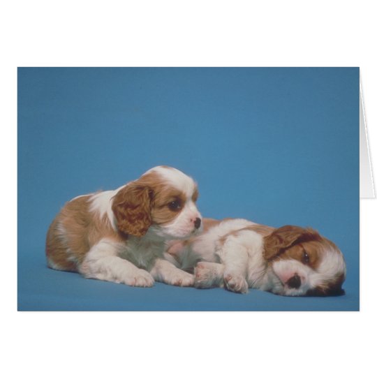 Cavalier King Charles Spaniel Puppies Card