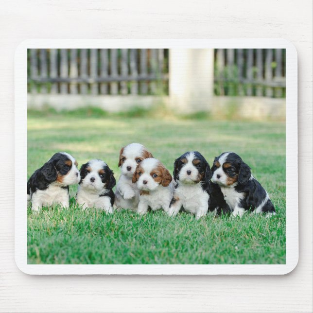 Cavalier King Charles Spaniel puppies Mouse Pad (Front)