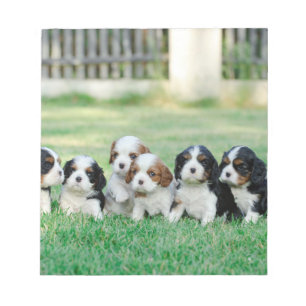 Cavalier King Charles Spaniel puppies Notepad