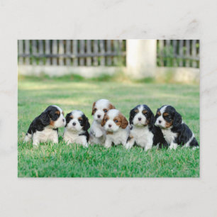 Cavalier King Charles Spaniel puppies Postcard