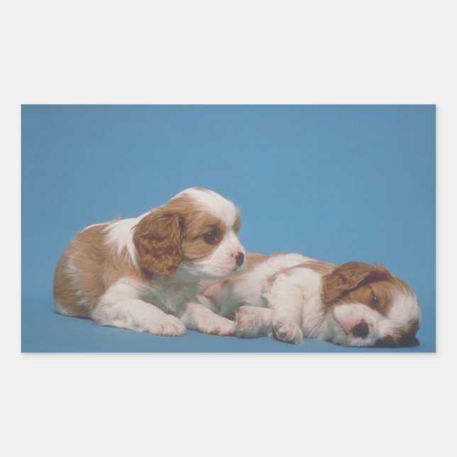 Cavalier King Charles Spaniel Puppies Rectangular Sticker (Front)