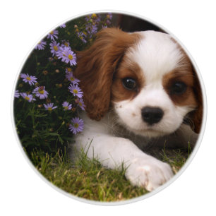 Cavalier King Charles Spaniel Puppy behind flowers Ceramic Knob