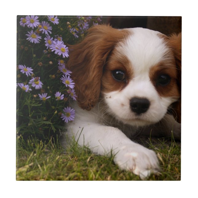 Cavalier King Charles Spaniel Puppy behind flowers Ceramic Tile (Front)
