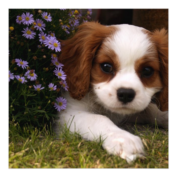 Cavalier King Charles Spaniel Puppy behind flowers Photo Print | Zazzle ...