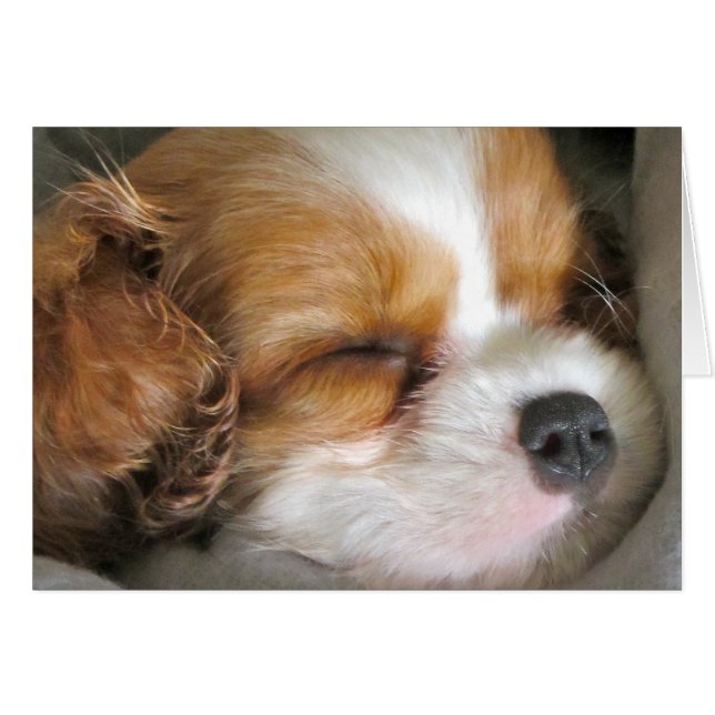 Cavalier King Charles Spaniel Puppy  Card (Front Horizontal)