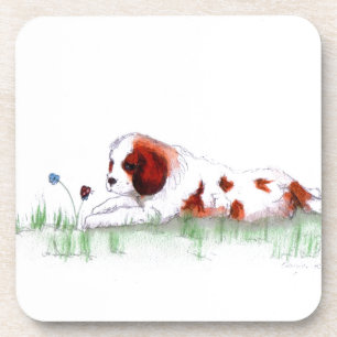 Cavalier King Charles Spaniel  puppy CKC Coaster