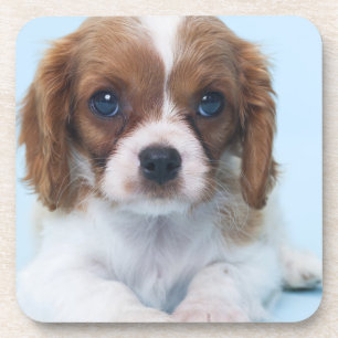 Cavalier King Charles Spaniel Puppy Coaster