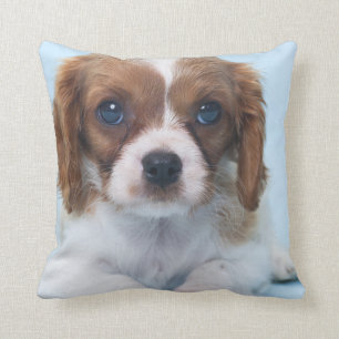 Cavalier King Charles Spaniel Puppy Cushion