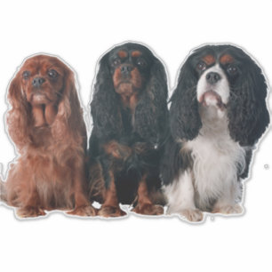 Cavalier King Charles Spaniel Puppy Dog