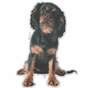 Cavalier King Charles Spaniel Puppy Dog