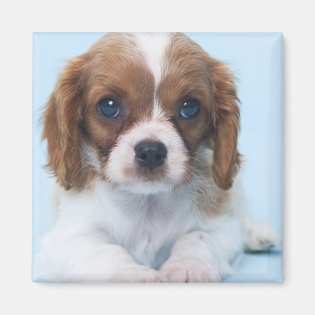 Cavalier King Charles Spaniel Puppy Magnet (Front)