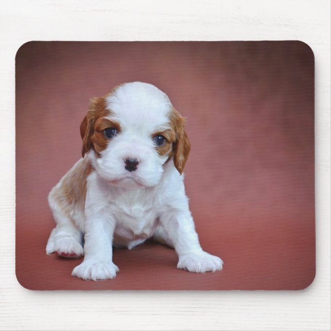 Cavalier King Charles Spaniel puppy Mouse Pad (Front)