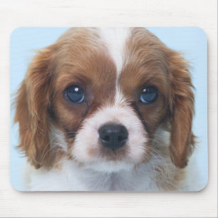 Cavalier King Charles Spaniel Puppy Mouse Pad