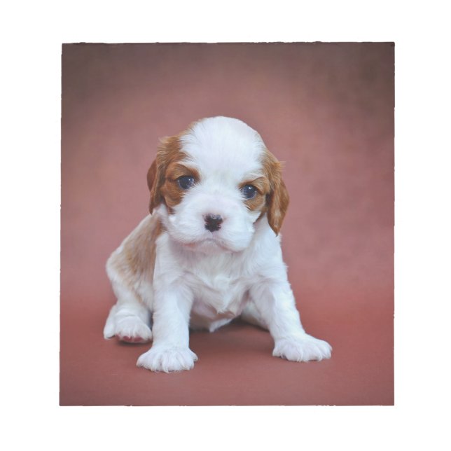 Cavalier King Charles Spaniel puppy Notepad (Front)