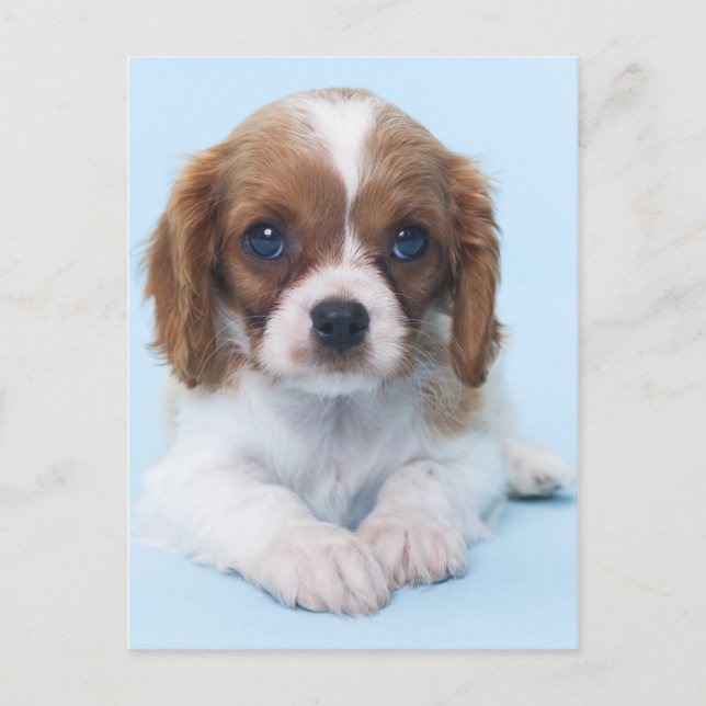 Cavalier King Charles Spaniel Puppy Postcard (Front)