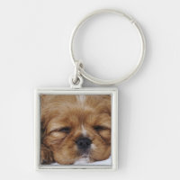 Cavalier King Charles Spaniel puppy sleeping