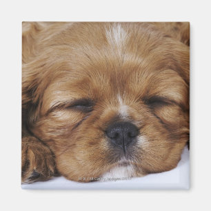 Cavalier King Charles Spaniel puppy sleeping Magnet