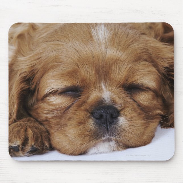 Cavalier King Charles Spaniel puppy sleeping Mouse Pad (Front)