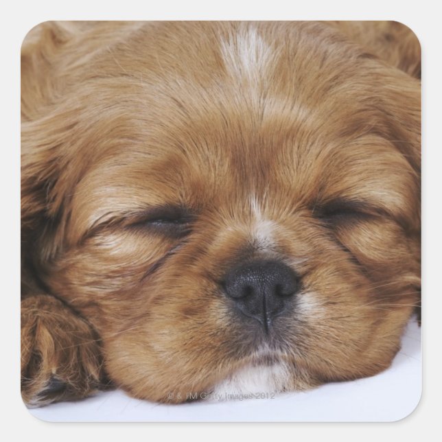 Cavalier King Charles Spaniel puppy sleeping Square Sticker (Front)