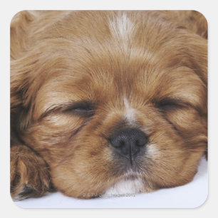 Cavalier King Charles Spaniel puppy sleeping Square Sticker
