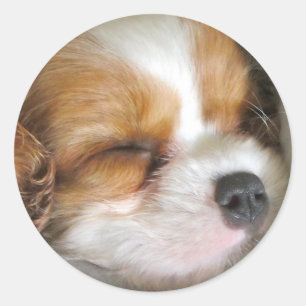 Cavalier King Charles Spaniel Puppy Stickers