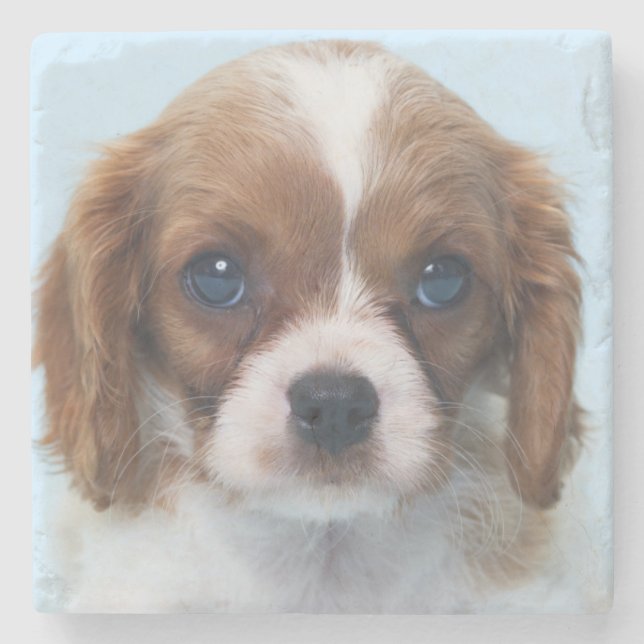 Cavalier King Charles Spaniel Puppy Stone Coaster (Front)