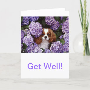 Cavalier King Charles Spaniel Red and White Card