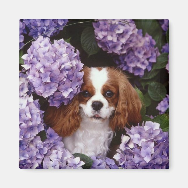 Cavalier King Charles Spaniel Red and White Magnet (Front)