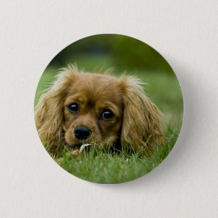 Cavalier King Charles Spaniel Ruby 6 Cm Round Badge