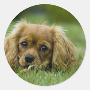 Cavalier King Charles Spaniel Ruby Classic Round Sticker