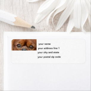 Cavalier_King_Charles_Spaniel_-_ruby eyes Return Address Label