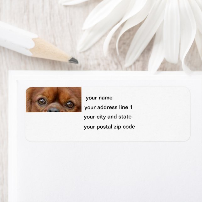 Cavalier_King_Charles_Spaniel_-_ruby eyes Return Address Label (Insitu)