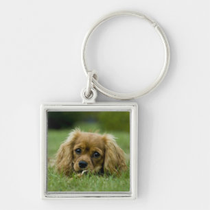 Cavalier King Charles Spaniel Ruby Key Ring