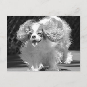 Cavalier King Charles Spaniel Running Postcard