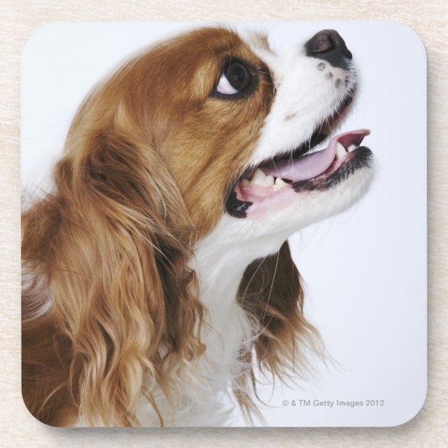Cavalier King Charles Spaniel, side view Coaster (Front)