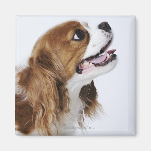Cavalier King Charles Spaniel, side view Magnet (Front)