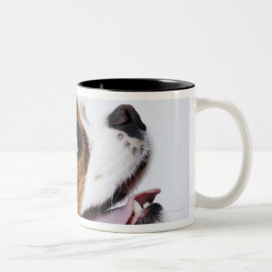 Cavalier King Charles Spaniel, side view Two-Tone Coffee Mug